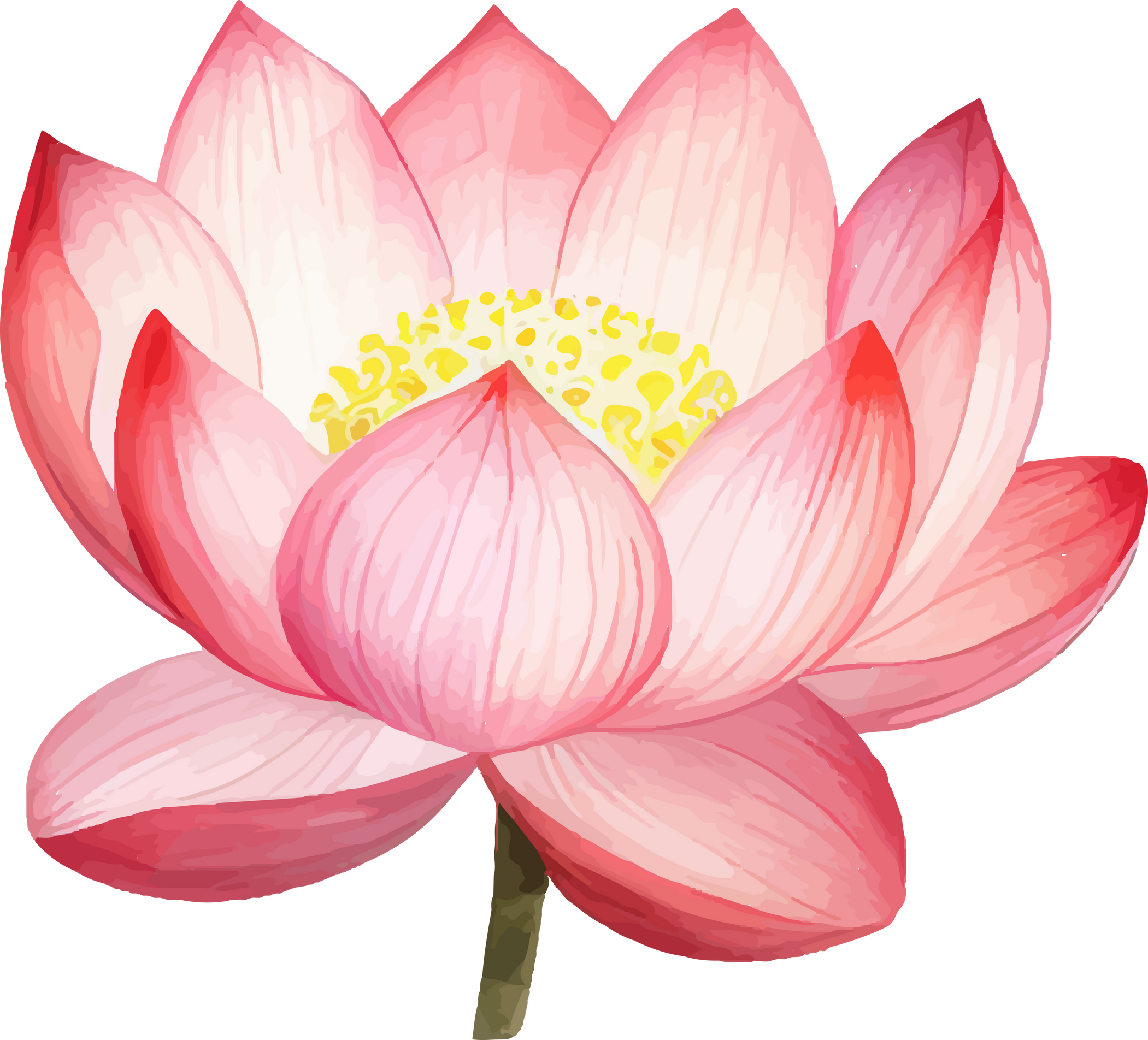 Beautiful Lotus Flower Watercolor