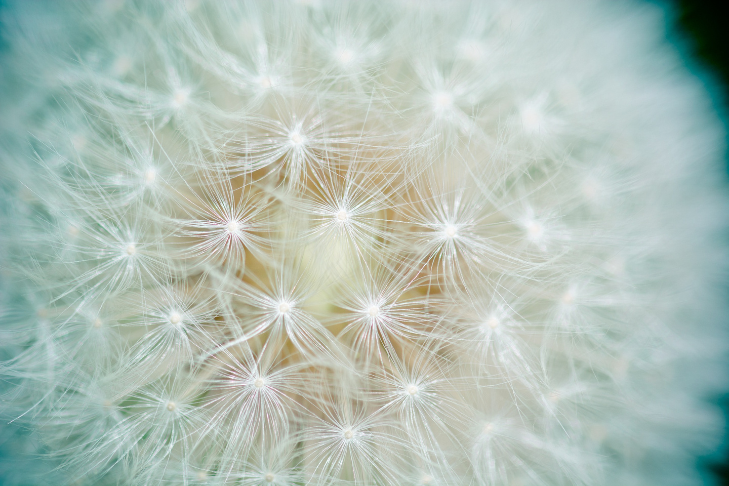Close up of a Dandelion